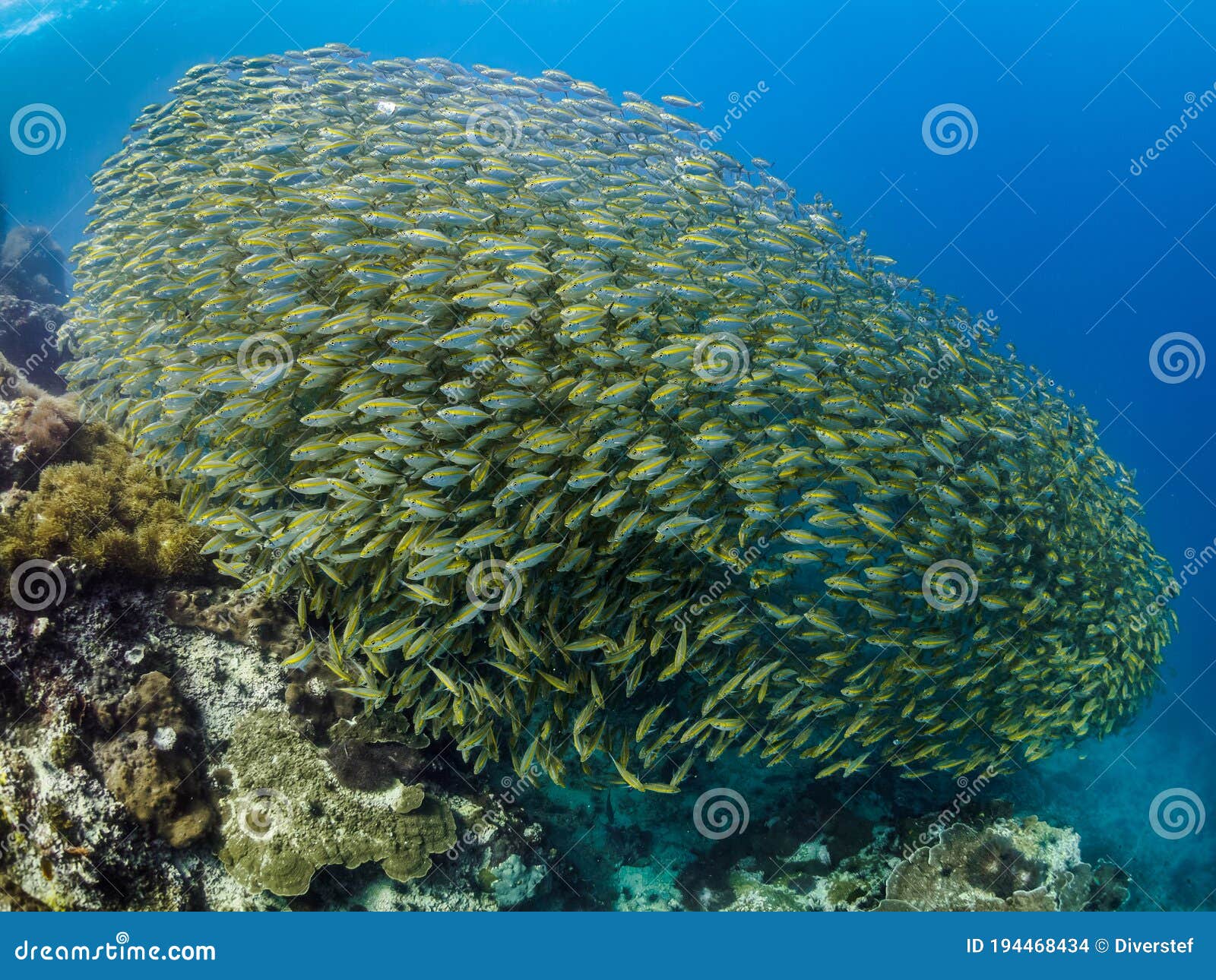 oxeye scad. selar boops. dÃâ¢ÃËzÃÂ«Ãâ¢r